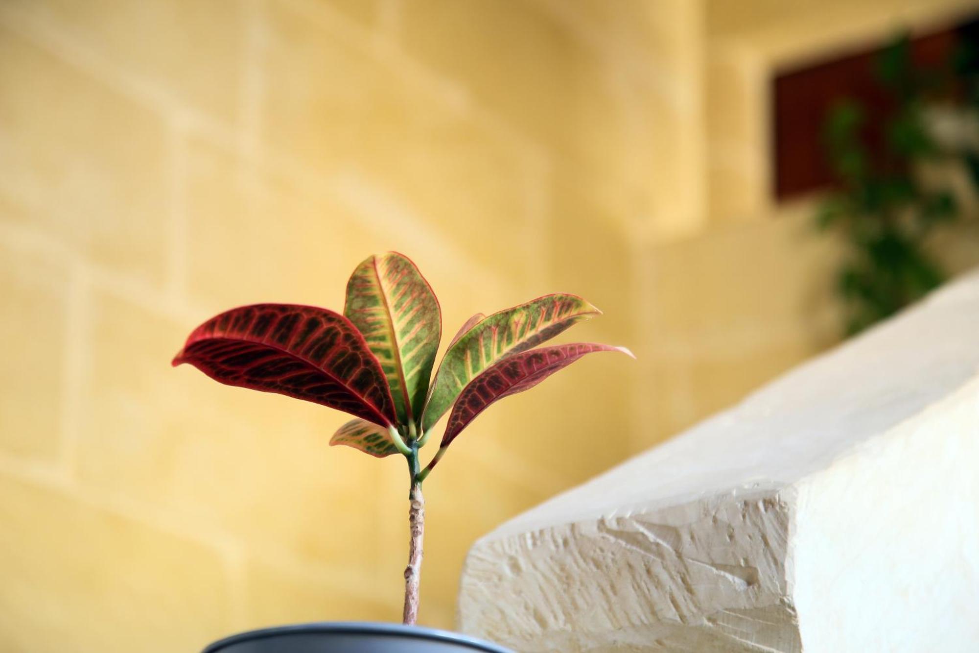 A La Maison B&B Xagħra Екстериор снимка